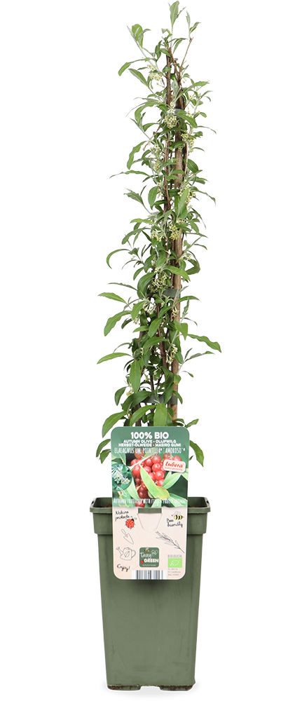 Elaeagnus umbellata Pointilla 'Amoroso' (Korallen-Ölweide) (M)