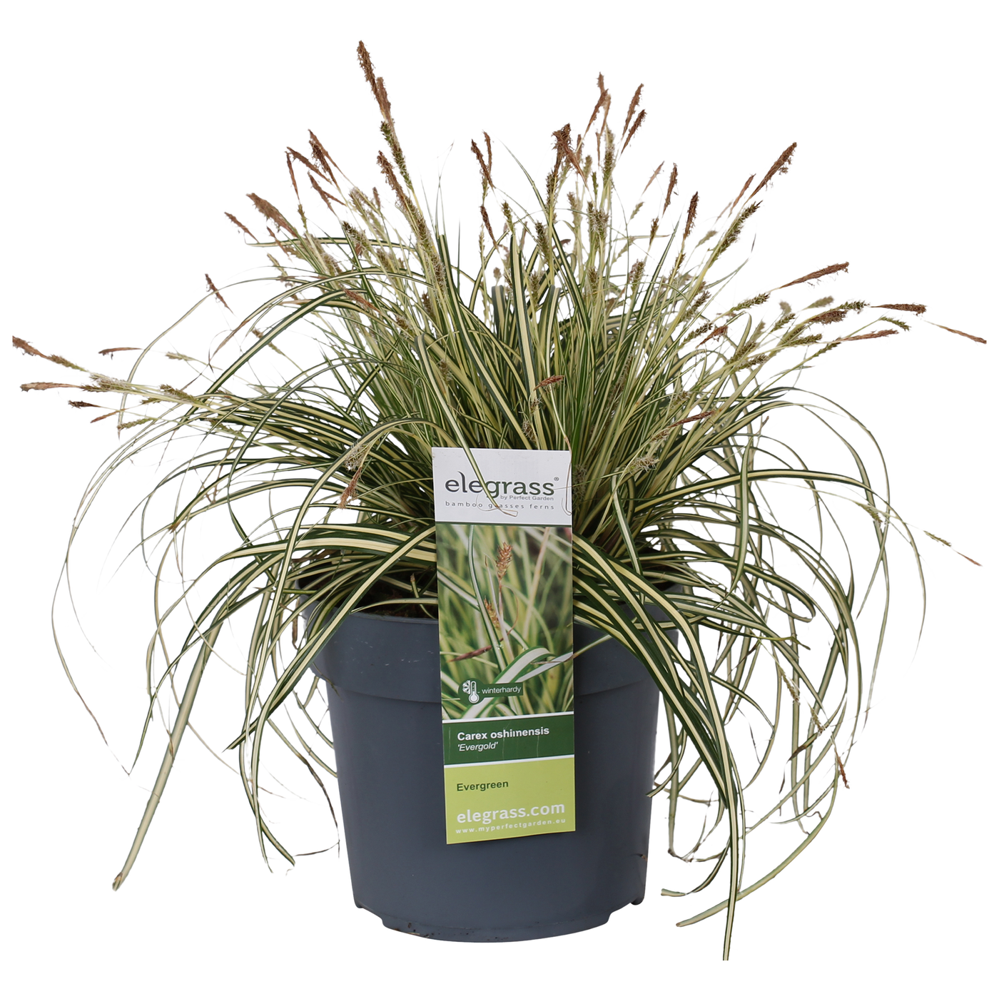 Carex hachijoensis "evergold" (Segge) (M)