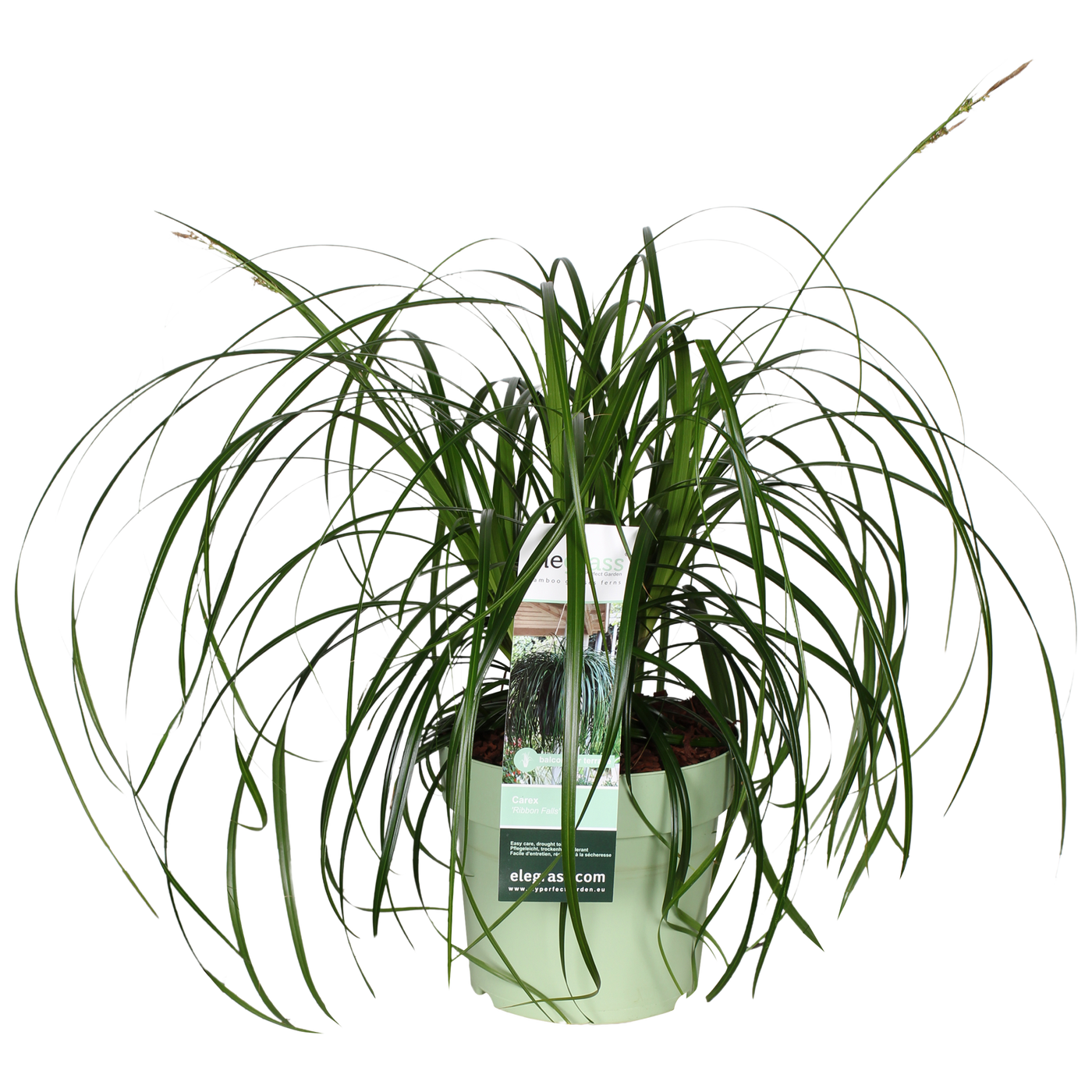 Carex oshimensis 'Ribbon Falls' (Japanische Segge) (M)