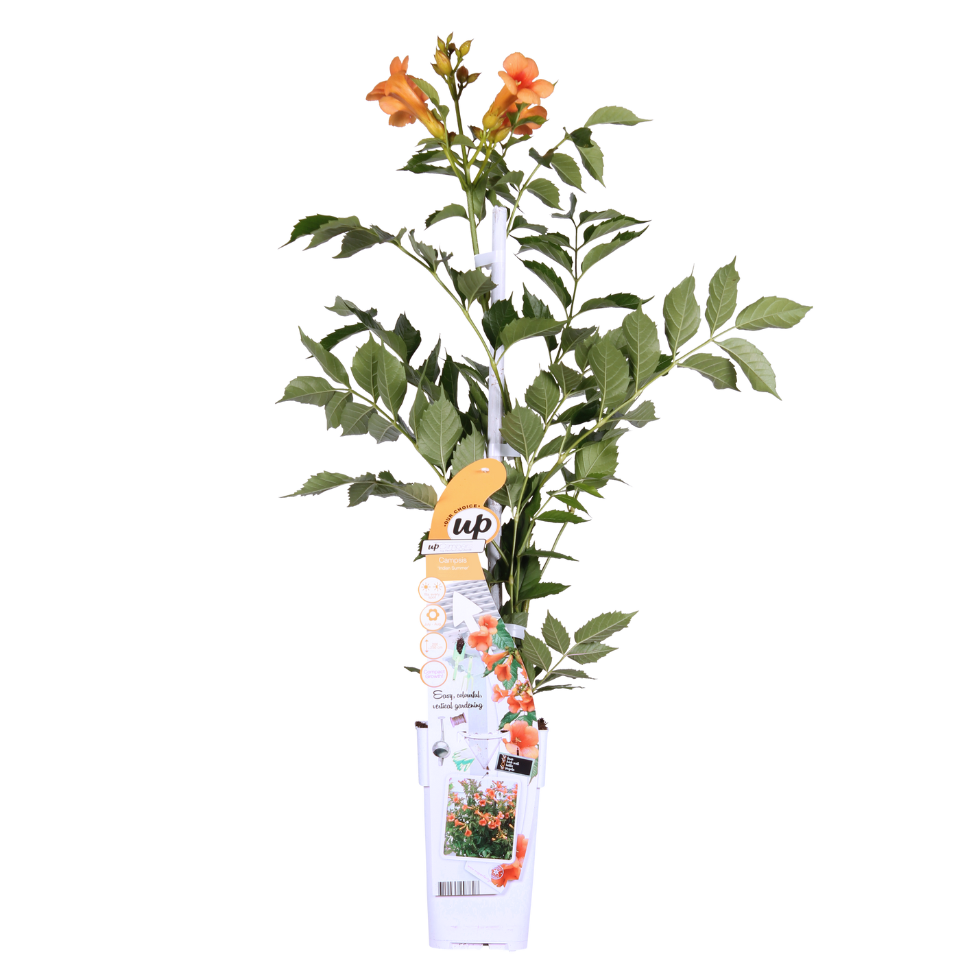 Campsis x tagliabuana Indian Summer (Trompetenblume) (M)