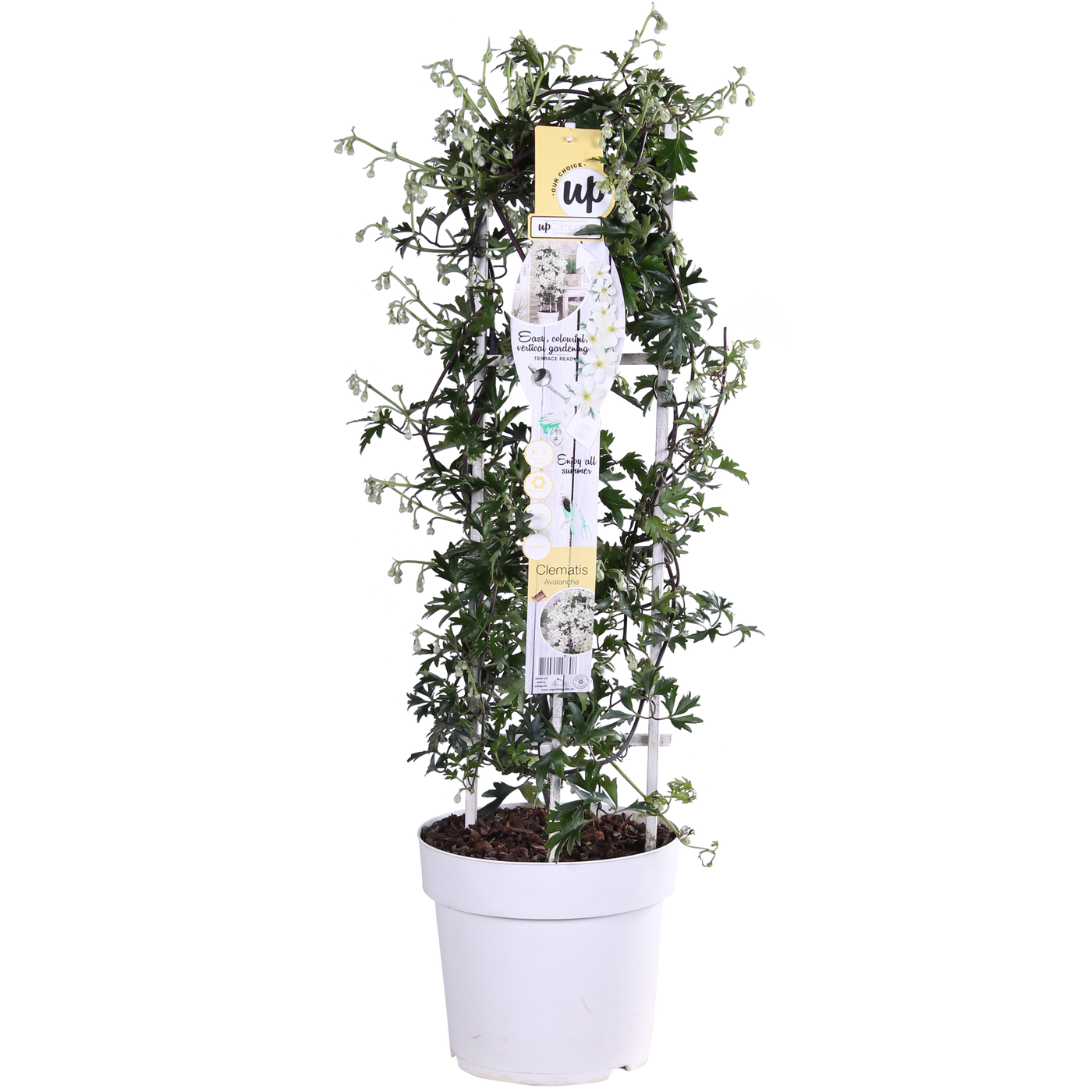 Clematis Cartmanii 'Avalanche' (Waldranke) (M)