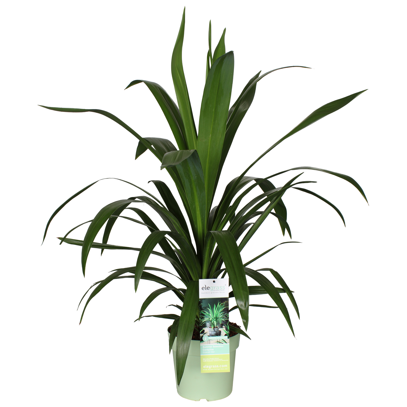 Cordyline australis 'Emerald Star' (Kohlbaum) (M)