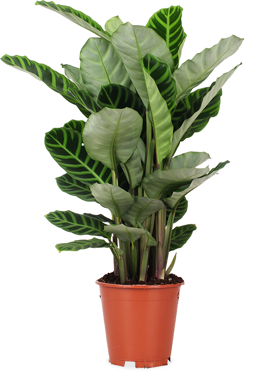 Calathea zebrina (Korbmarante) (M)