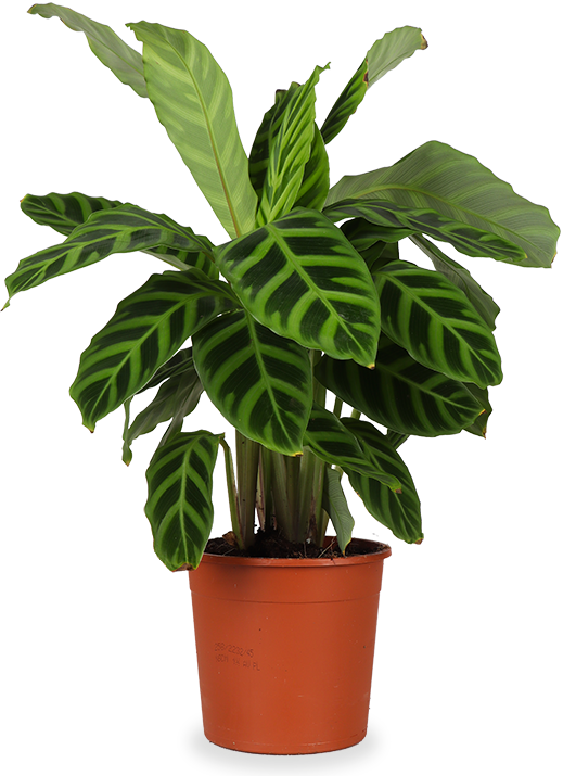 Calathea zebrina (Korbmarante) (S)