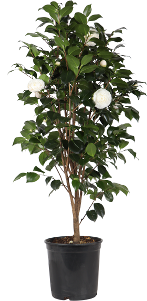 Camellia jap. "Centifolia Alba" (Kamelie) (L)