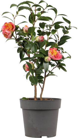 Camellia williamsii "volunteer" (Kamelie) (M)