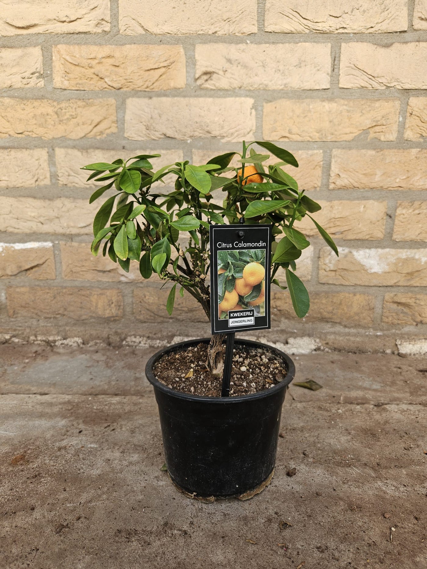 Citrus Calamondin (S)