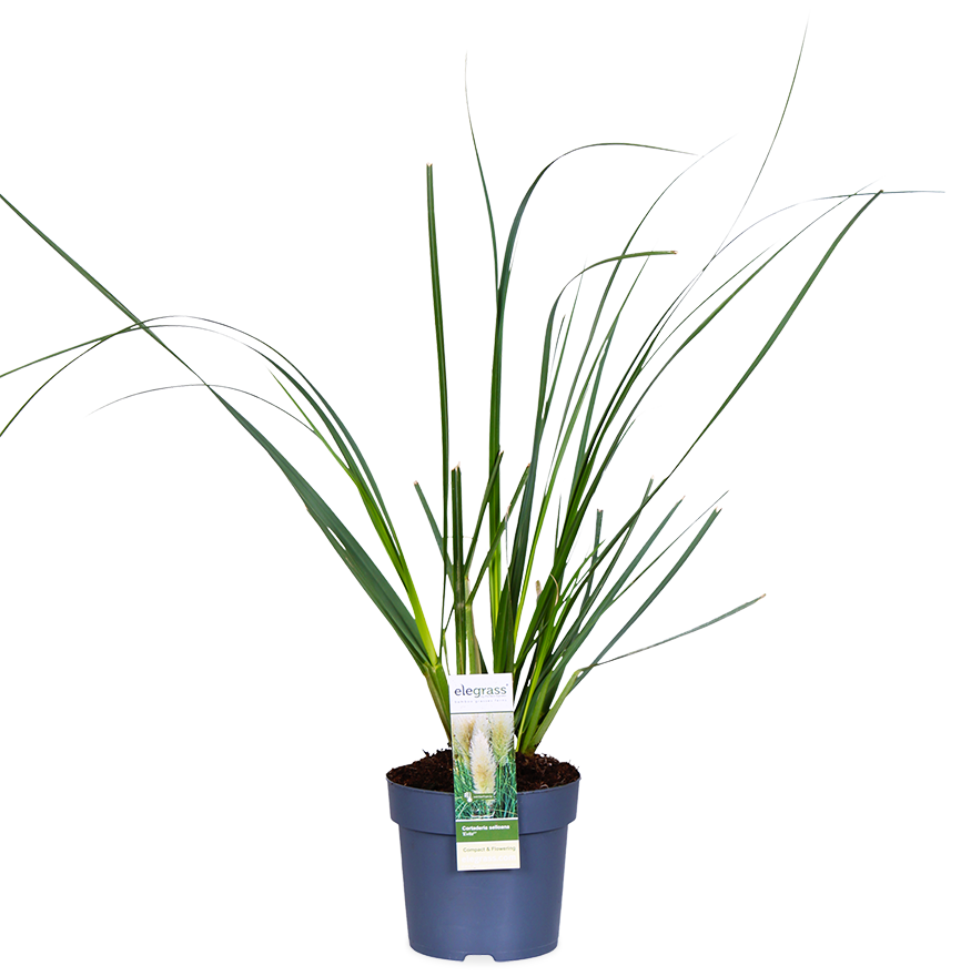 Cortaderia selloana evita (Pampasgras) (M)