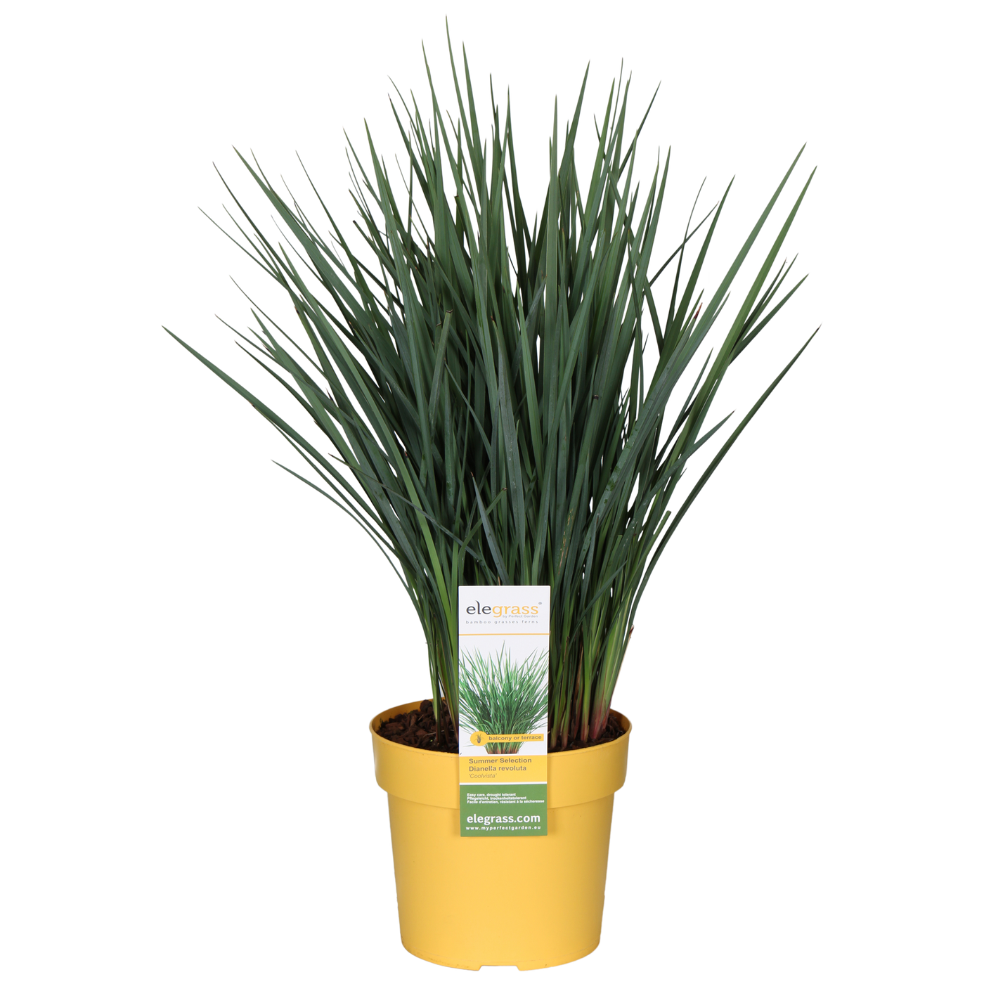 Dianella revoluta 'Coolvista' (Heidelbeerlilie) (M)