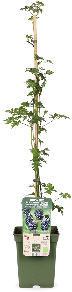 Brombeere ohne Dornen (Rubus fruticosus) (L)