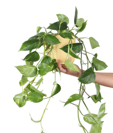 Epipremnum aureum (Efeutute) (M)