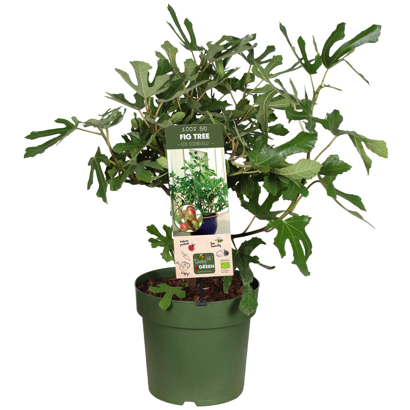 Ficus carica (Feige)  (M)