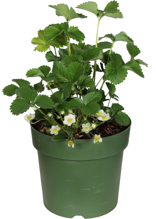 Gartenerdbeere (Fragaria ananassa) (M)