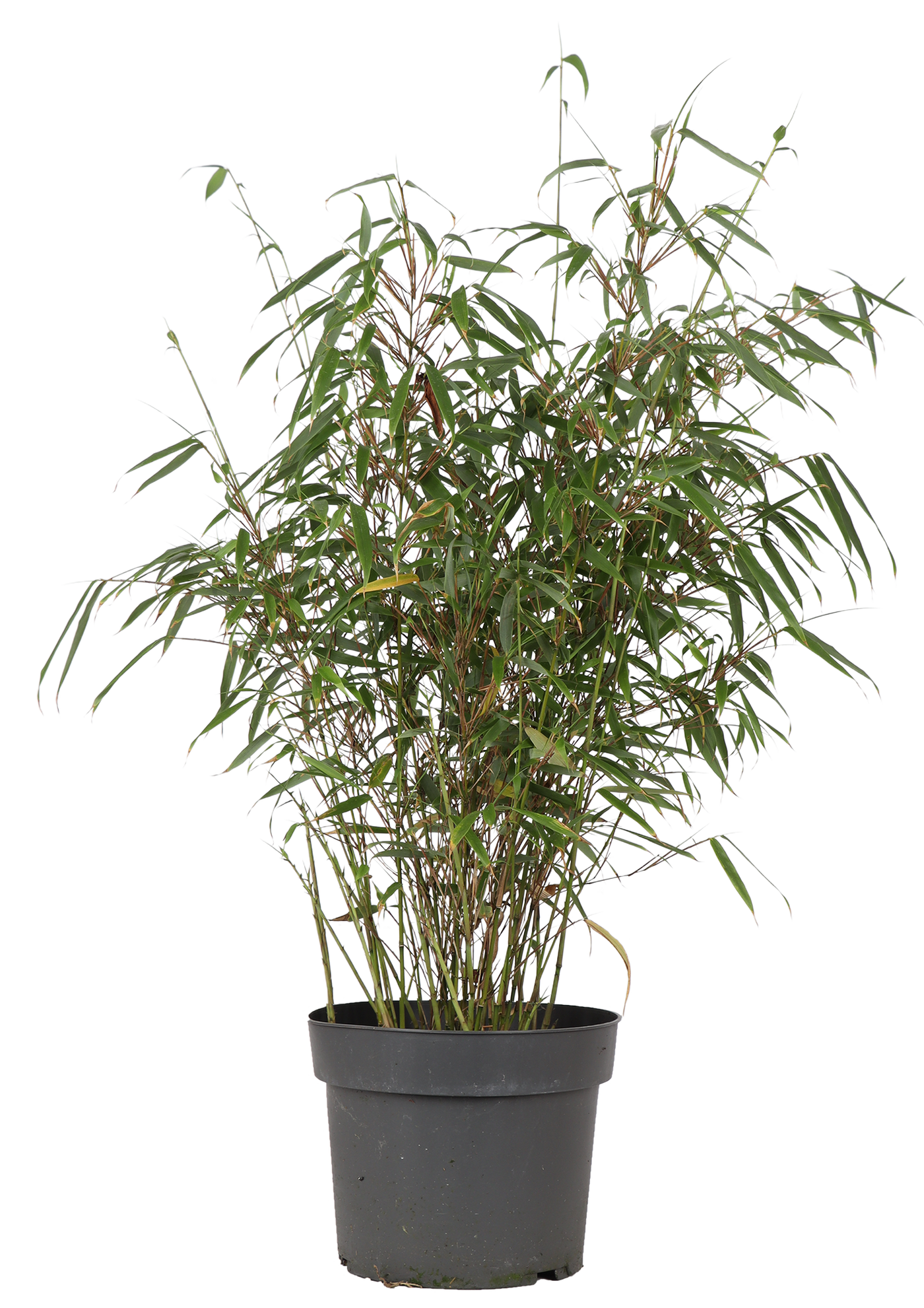 Fargesia rufa (Bambus) (M)