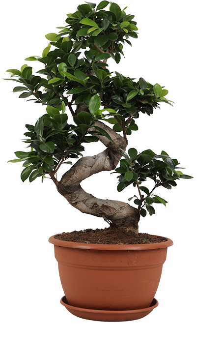 Ficus ginseng (Chinesische Feige) (M)