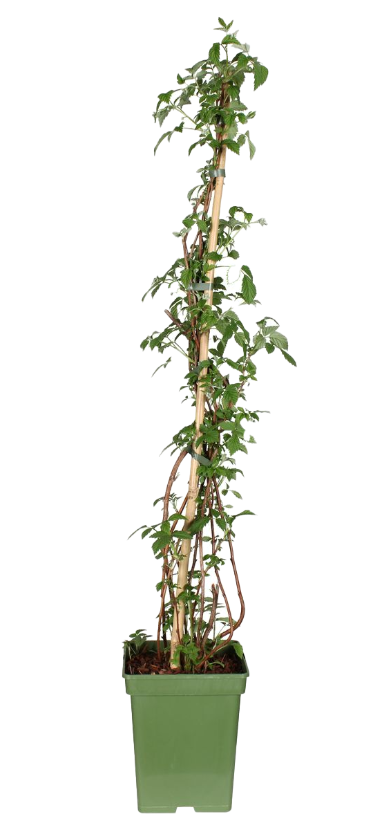 Rubus ideaus (Himbeere)  (L)