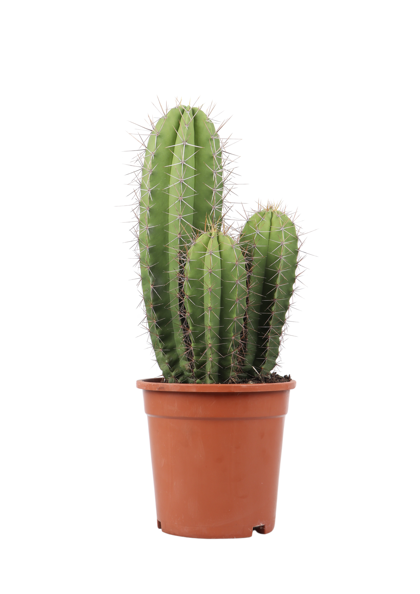 Polaskia chende (Kaktus) (S)