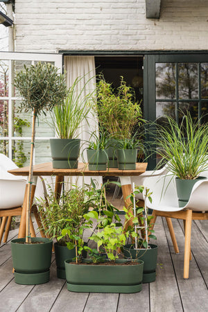 Alle Outdoor-Pflanzen