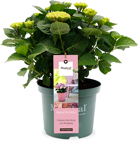 Rosa Gartenhortensie (Hydrangea macrophylla "Forever Ever" Pink) (M)