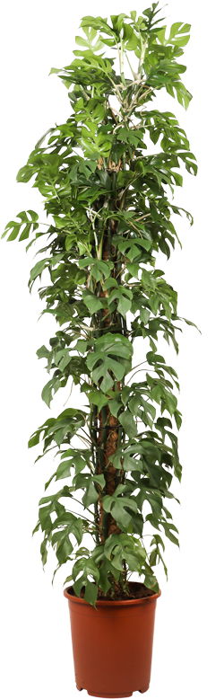 Monstera minima (XL)