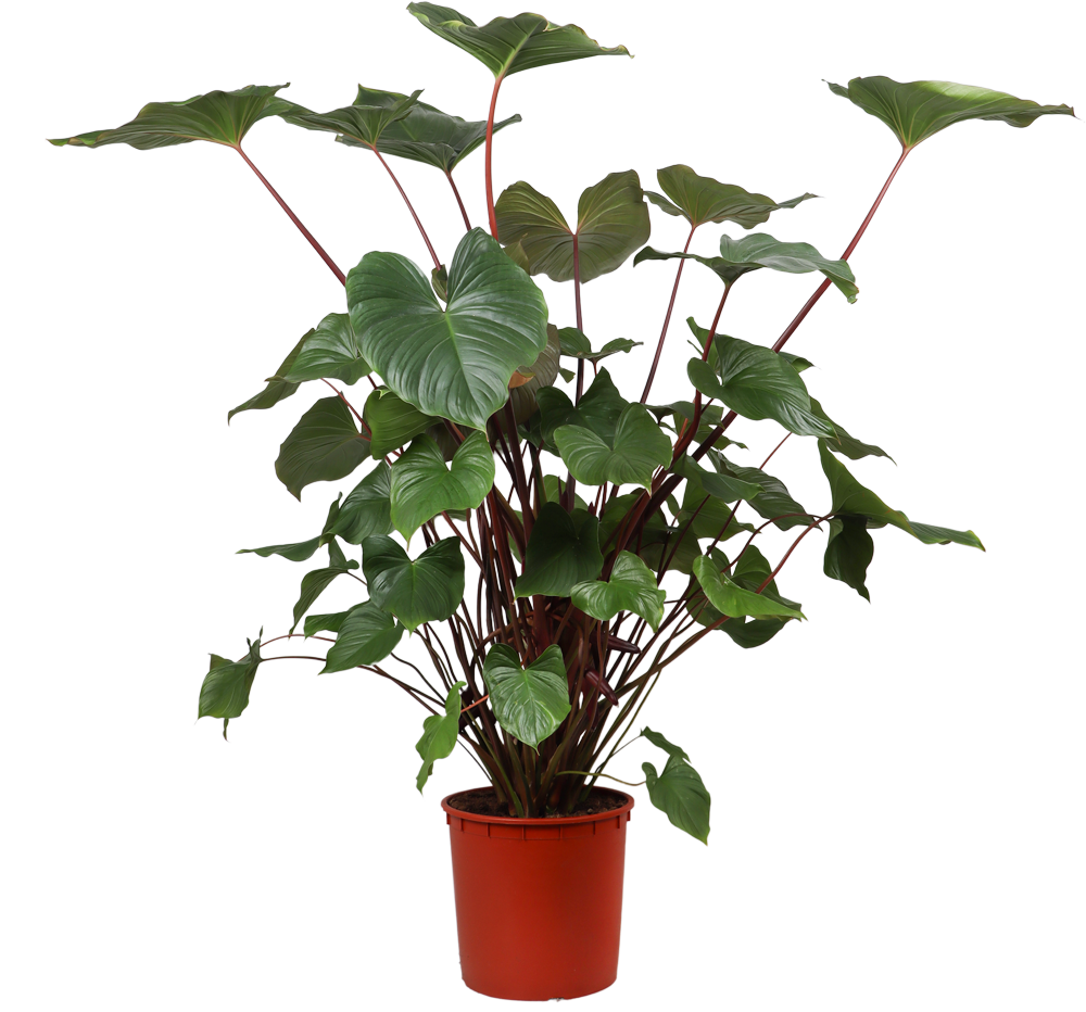 Homalomena rubescens (XL)