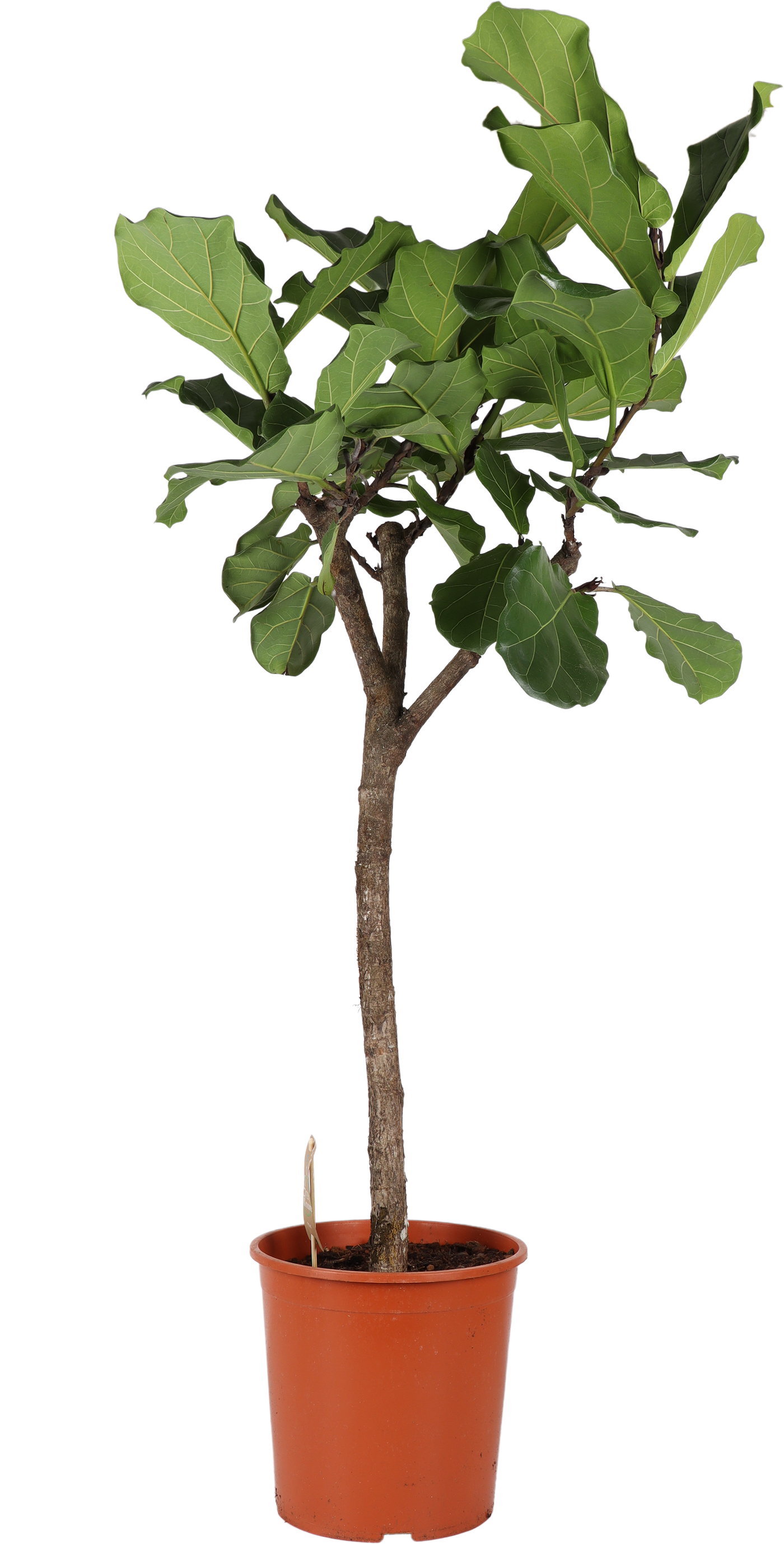 Ficus lyrata verzweigter Stamm (Geigenfeige) (XL)