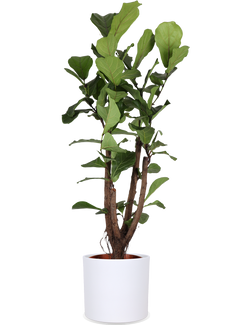 Ficus lyrata verzweigter Stamm (Geigenfeige) (L)
