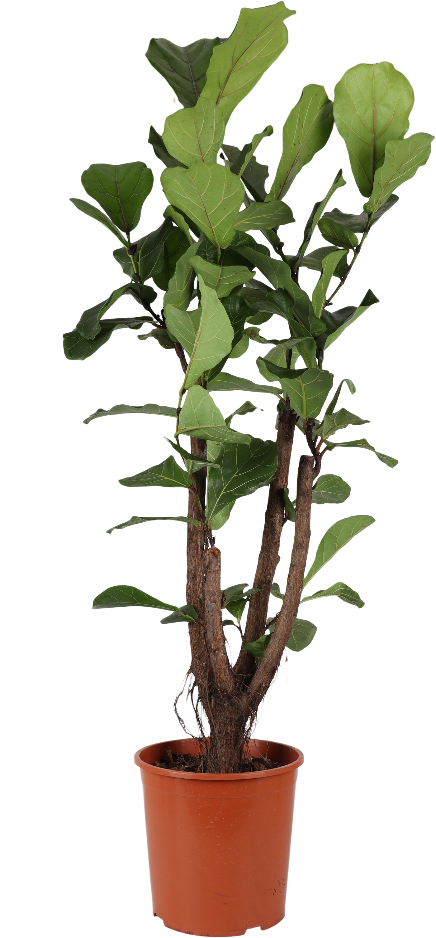 Ficus lyrata verzweigter Stamm (Geigenfeige) (L)