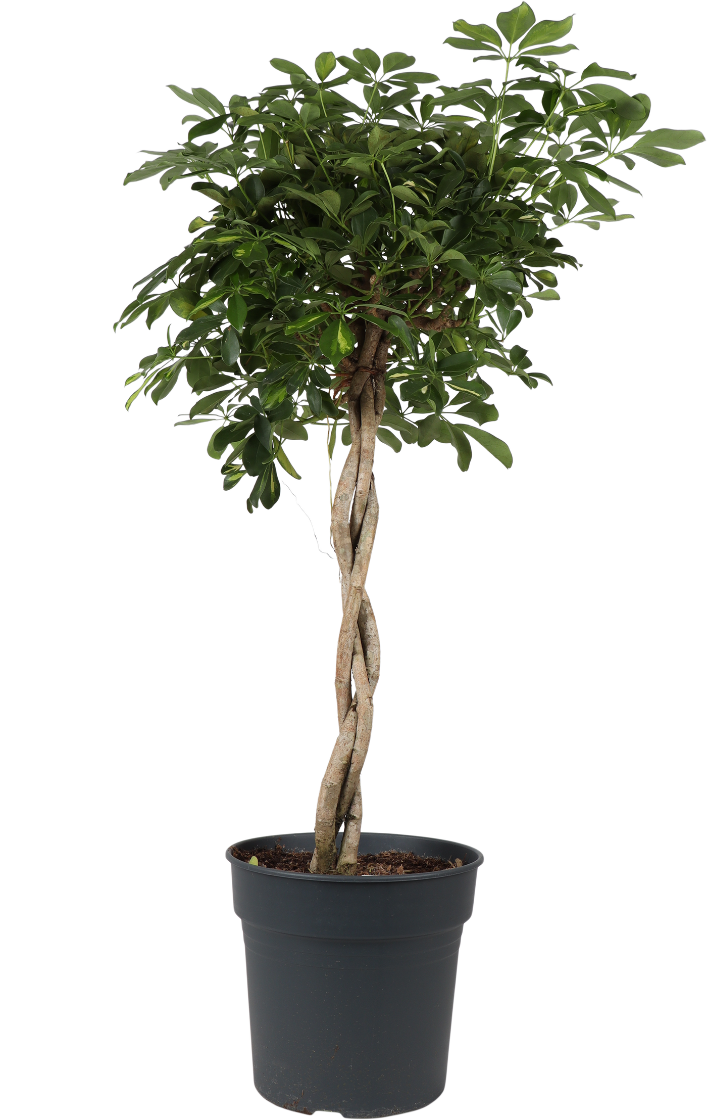 Schefflera gold capella (Strahlenaralie) (XL)