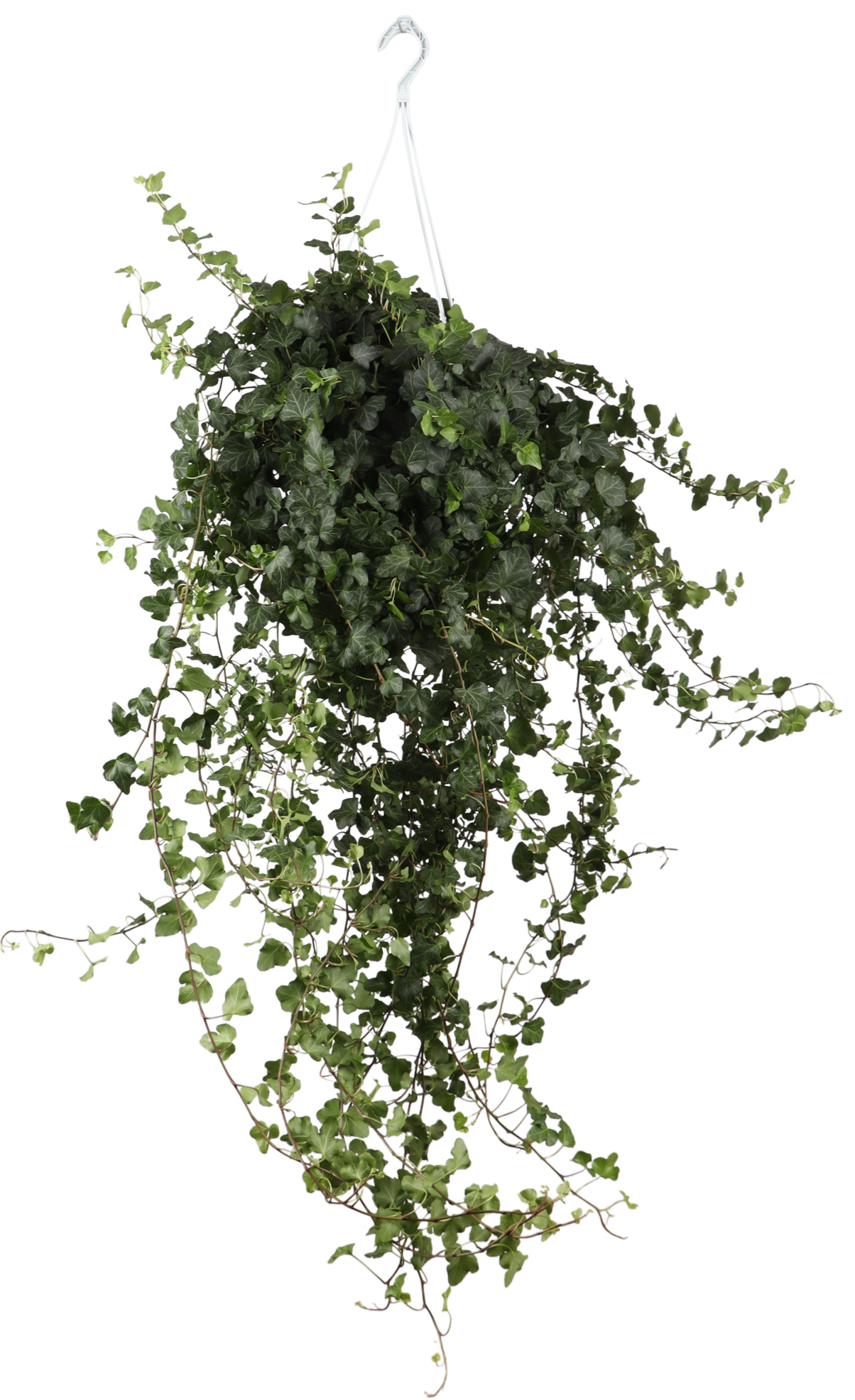 Hedera Helix Wonder (Efeu) (L)