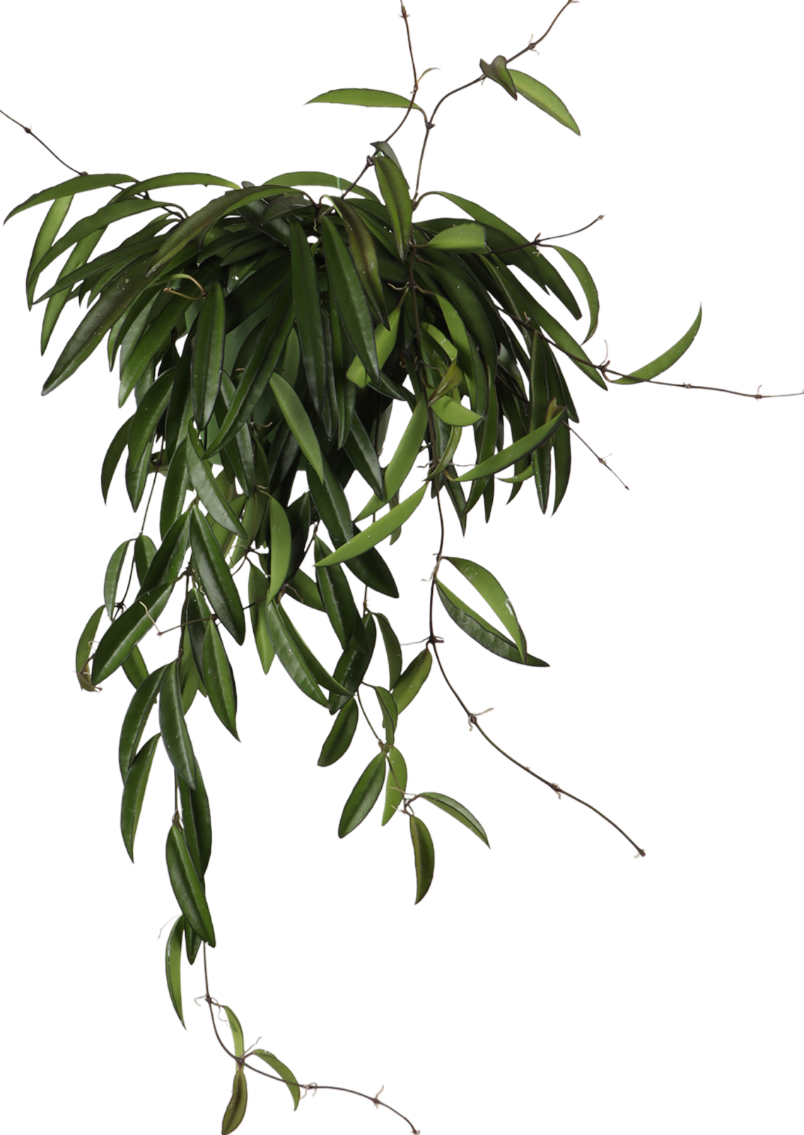 Hoya Wayetti (Wachsblume) (S)