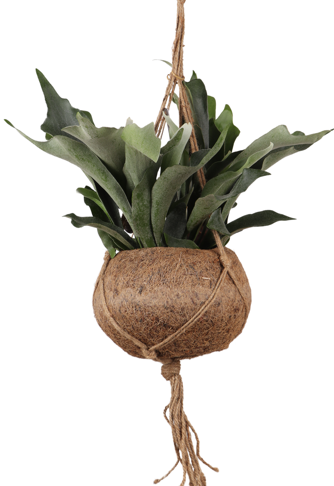 Platycerium (Geweihfarn) Kokodama (S)