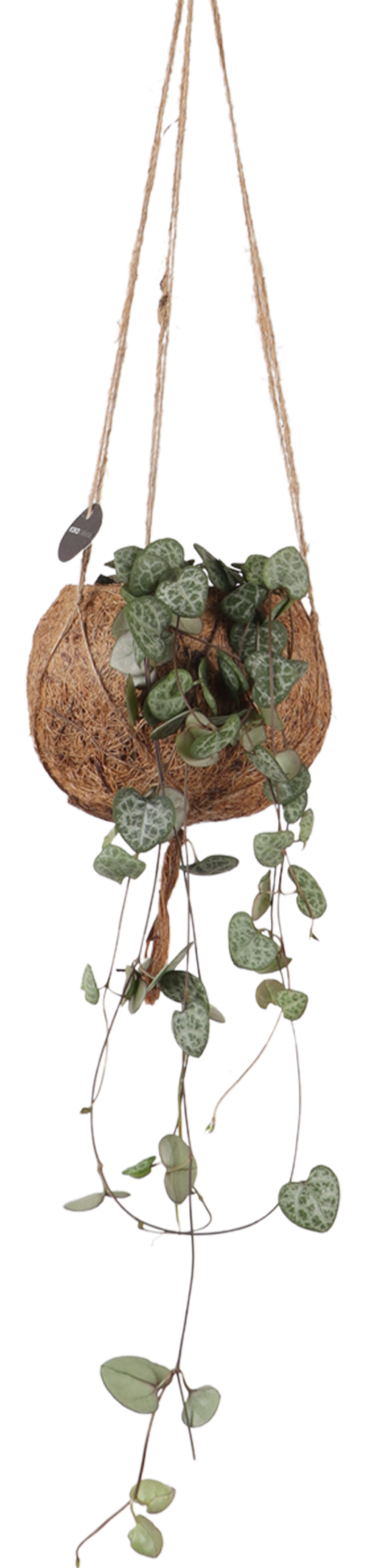 Ceropegia woodii (Leuchterblume) (S)