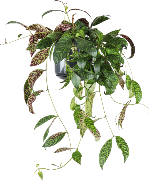 Aeschynanthus Marmoratus  (Gefleckte Schamblume) (M)