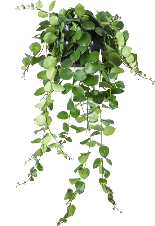 Aeschynanthus Pink Polka (Schamblume) (M)