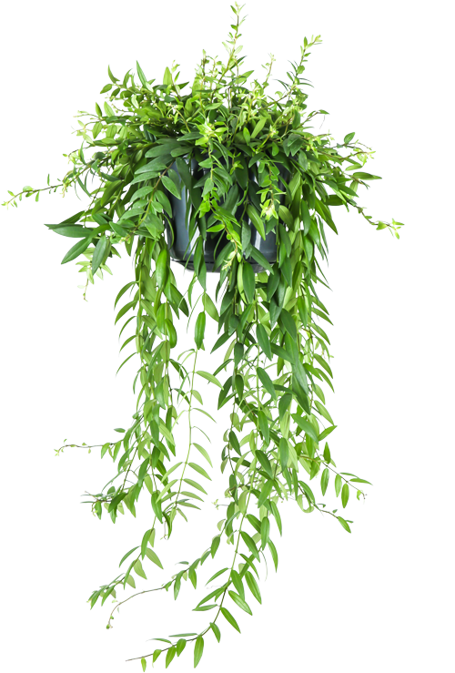 Aeschynanthus Japhrolepis (Schamblume) (M)