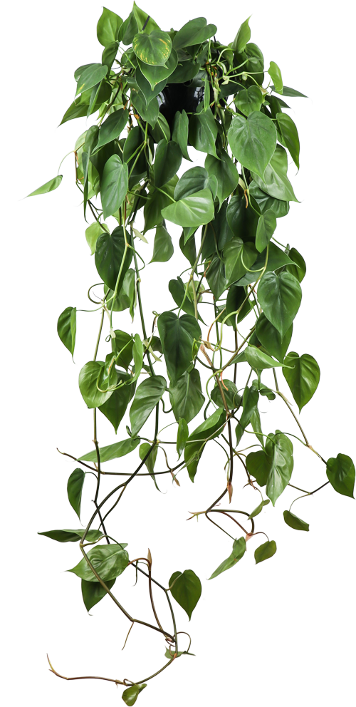Philodendron scandens (Kletter-Philodendron) (M)