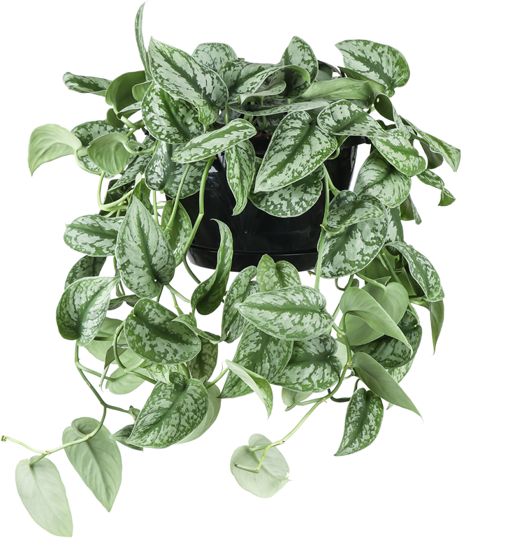 Scindapsus pictus trebie (Gefleckte Efeutute) (M)