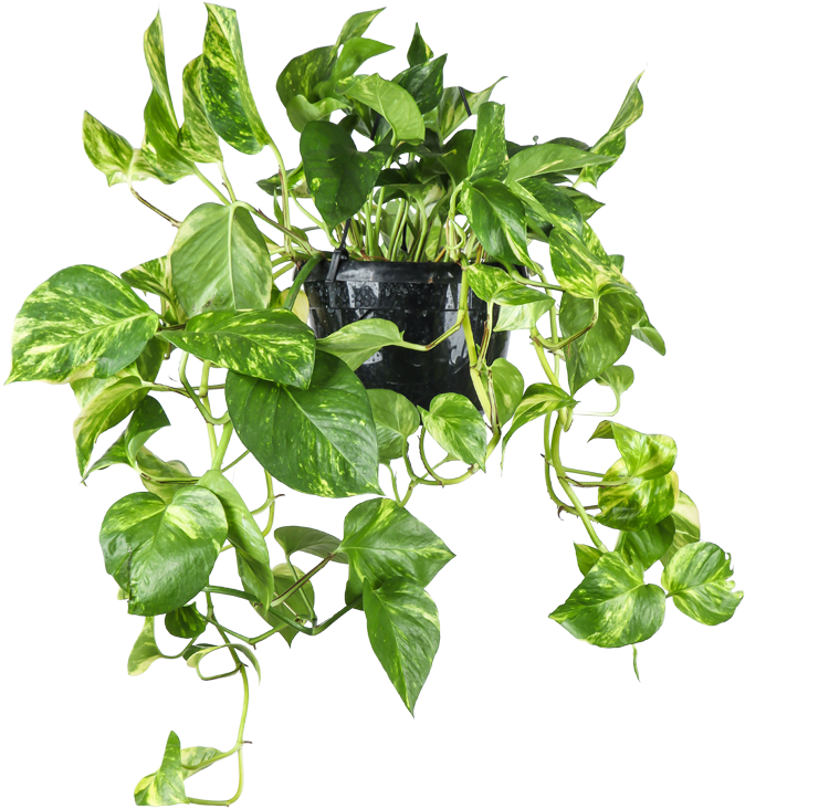 Epipremnum aureum (Efeutute) (M) P20
