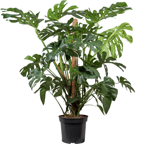 Monstera deliciosa (Fensterblatt) (XL)