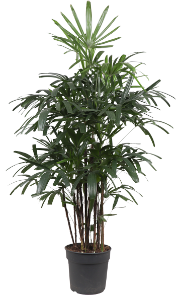 Rhapis excelsa (Steckenpalme) (XL)