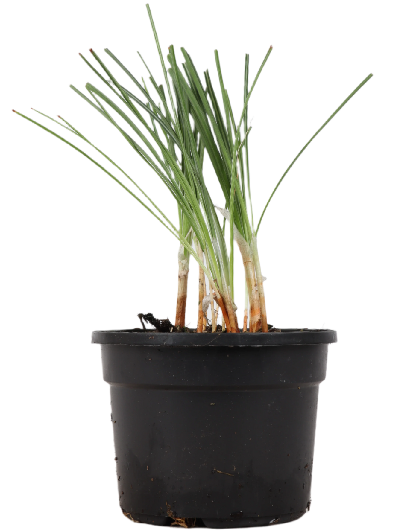 Crocus sativus (Safran/Safrankrokus)