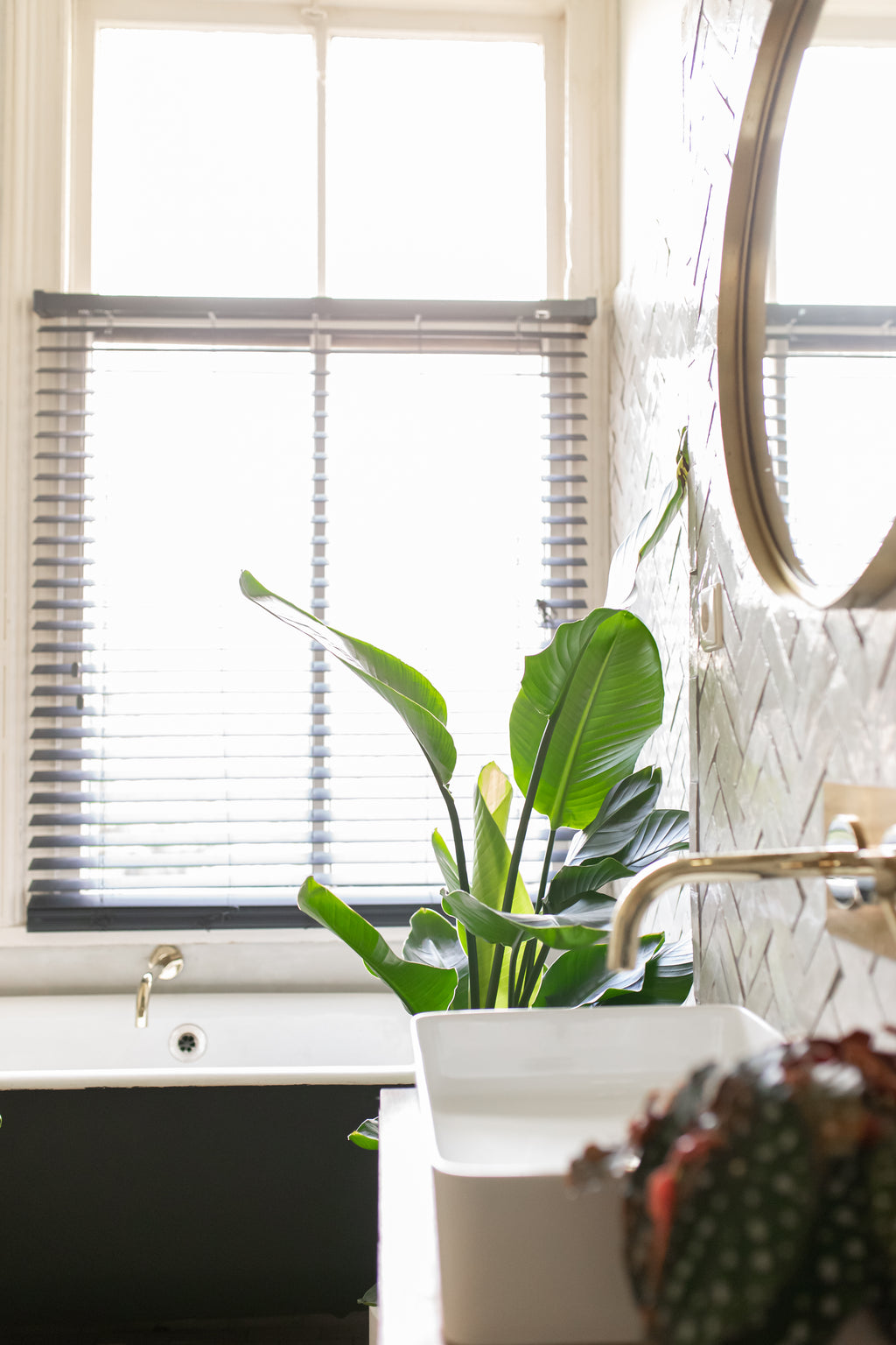 Strelitzia nicolai in der Sonne im Badezimmer | Plantsome