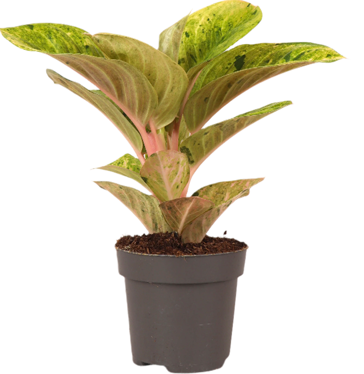 Aglaonema Apple Fantasy (Kolbenfaden) (S)