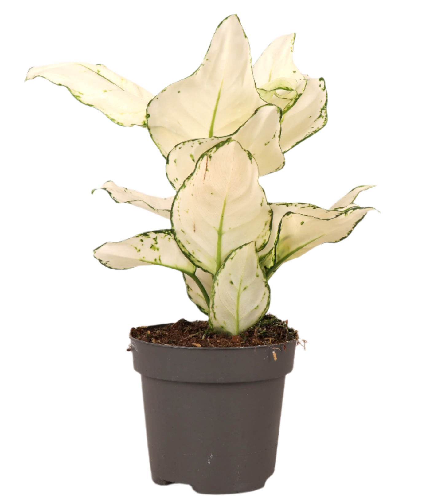 Aglaonema White Joy (Kolbenfaden) (S)
