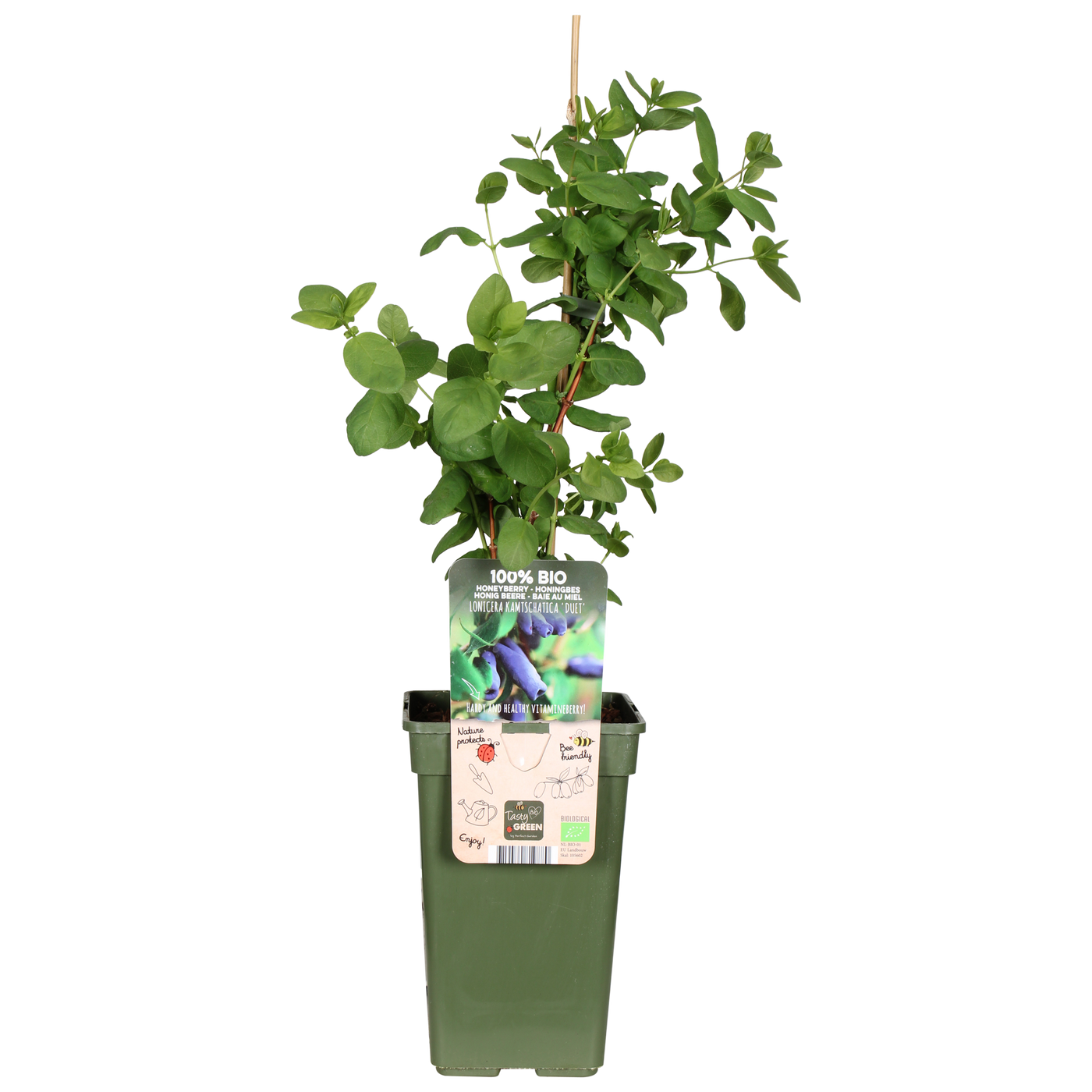 Lonicera kamtschatica (Honigbeere)  (M)