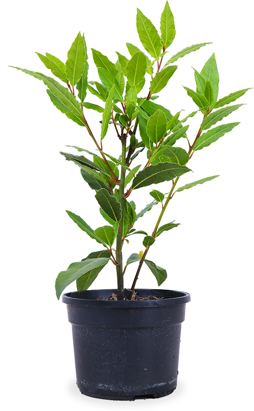 Lorbeer (Laurus nobilis)