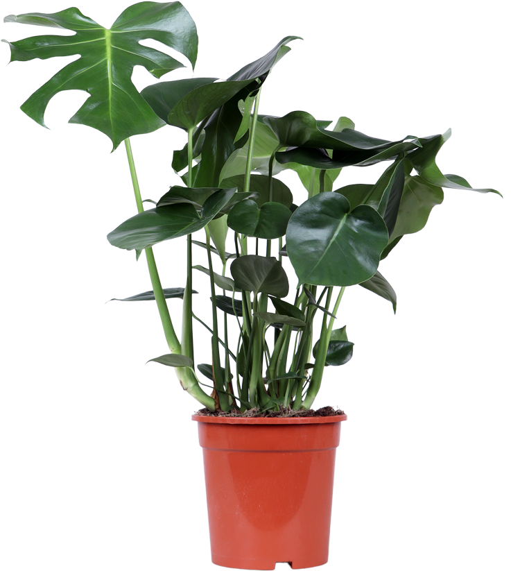 Monstera deliciosa (Fensterblatt) (M)