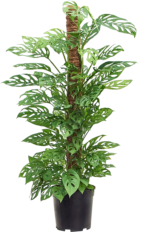 Monstera adansonii (Monkey leaf) (L)