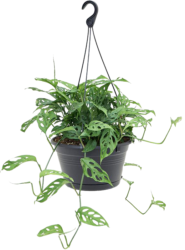 Monstera adansonii (M)